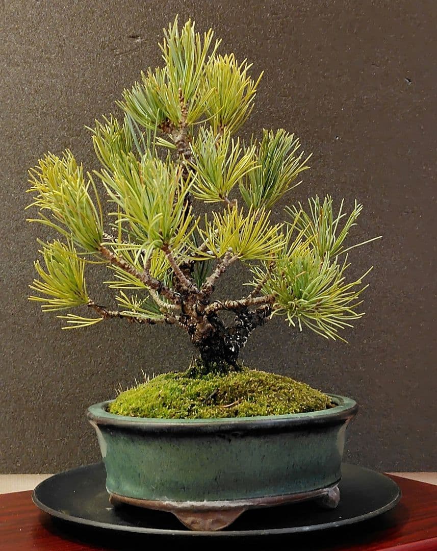イボ幹五葉松盆栽！