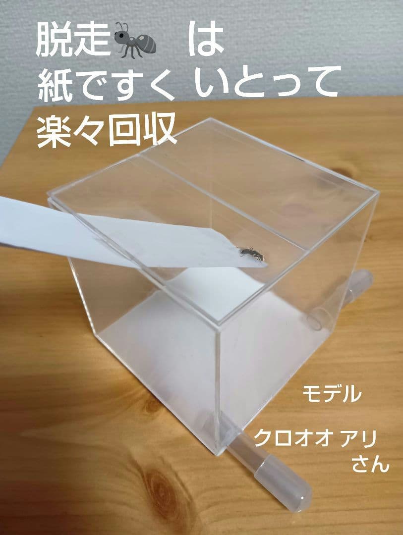 アリ飼育ケース　石膏巣 特大