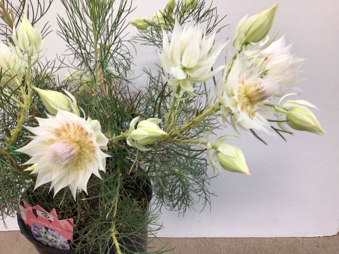 ② 幹が太くしっかり根が張ってる特選品‼︎ セルリア・ブラッシングブライト