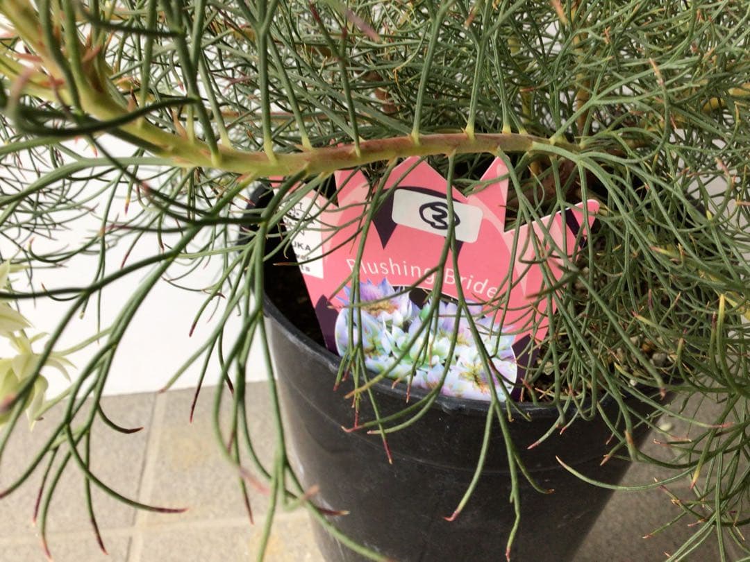 ② 幹が太くしっかり根が張ってる特選品‼︎ セルリア・ブラッシングブライト