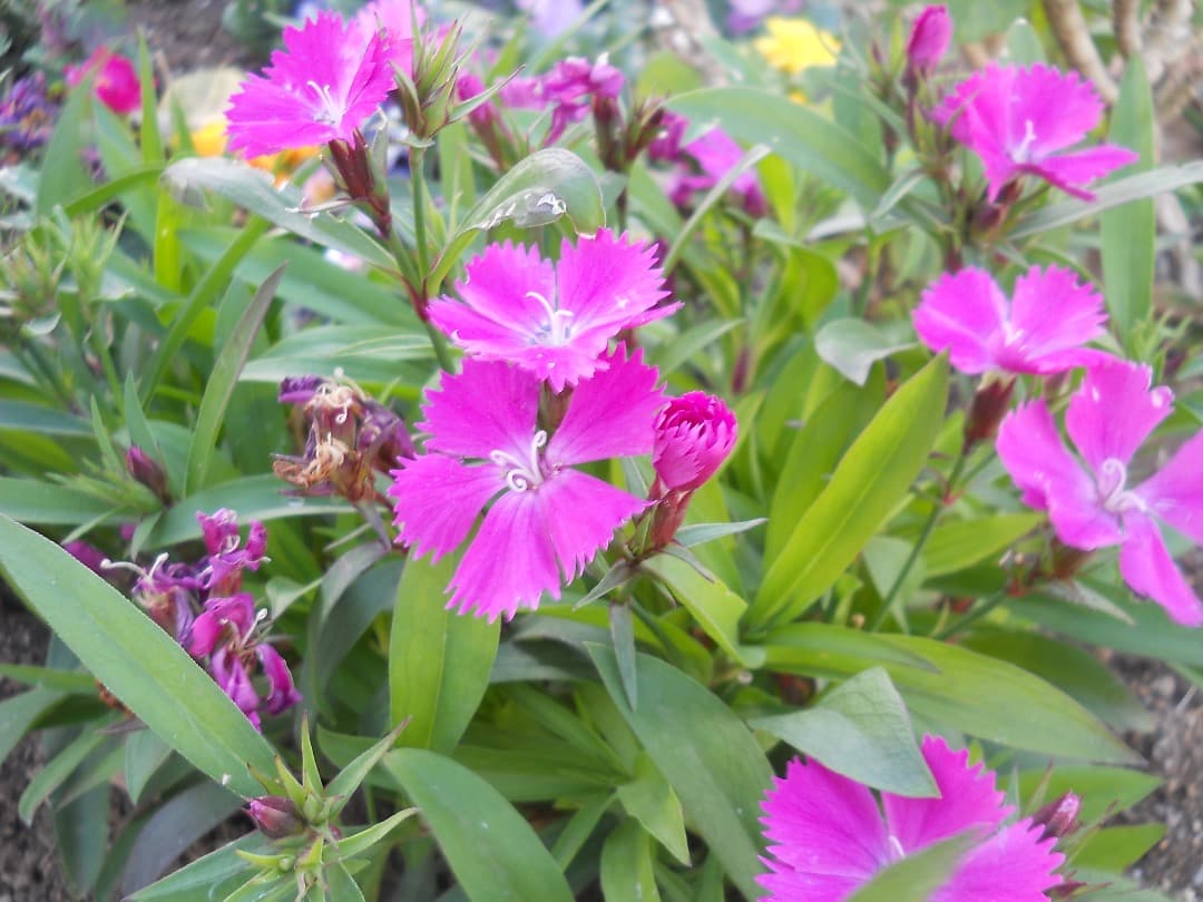 実写美⭕️【動作確認済】Nikon COOLPIX L21 デジカメ　ニコン