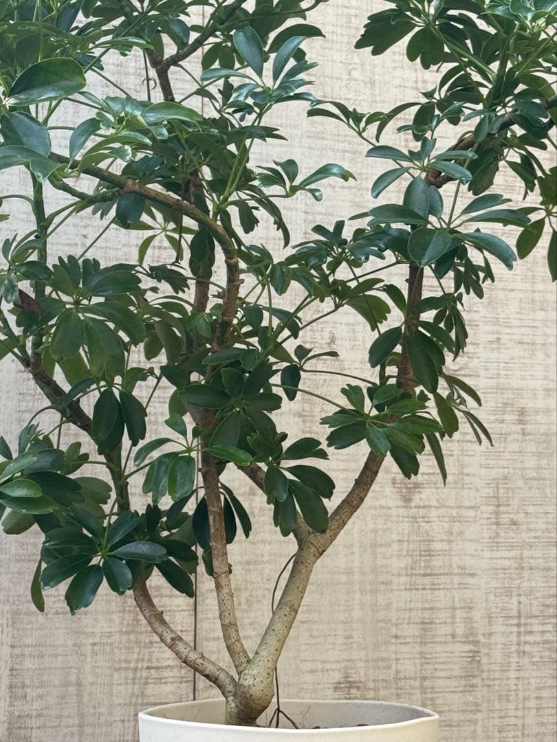 ☆ シェフレラ レナータ♪ 96cm ボリューム感◎