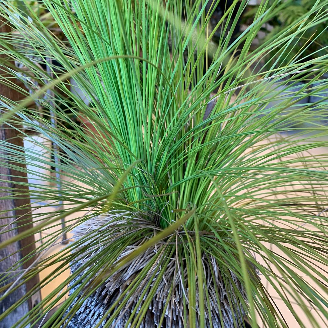 分頭 クサントロエア ジョンソニー ブラックボーイ 発根済み