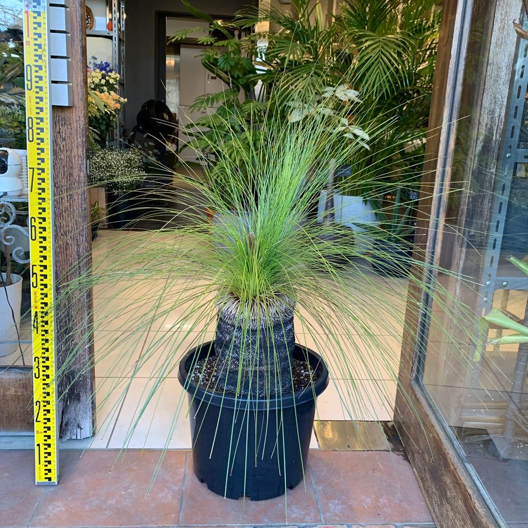 分頭 クサントロエア ジョンソニー ブラックボーイ 発根済み