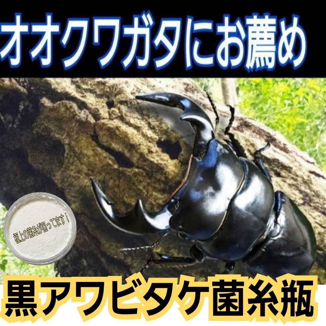 ニジイロクワガタにお薦め！極上！黒アワビタケ菌糸瓶【8本】トレハロース強化配合！