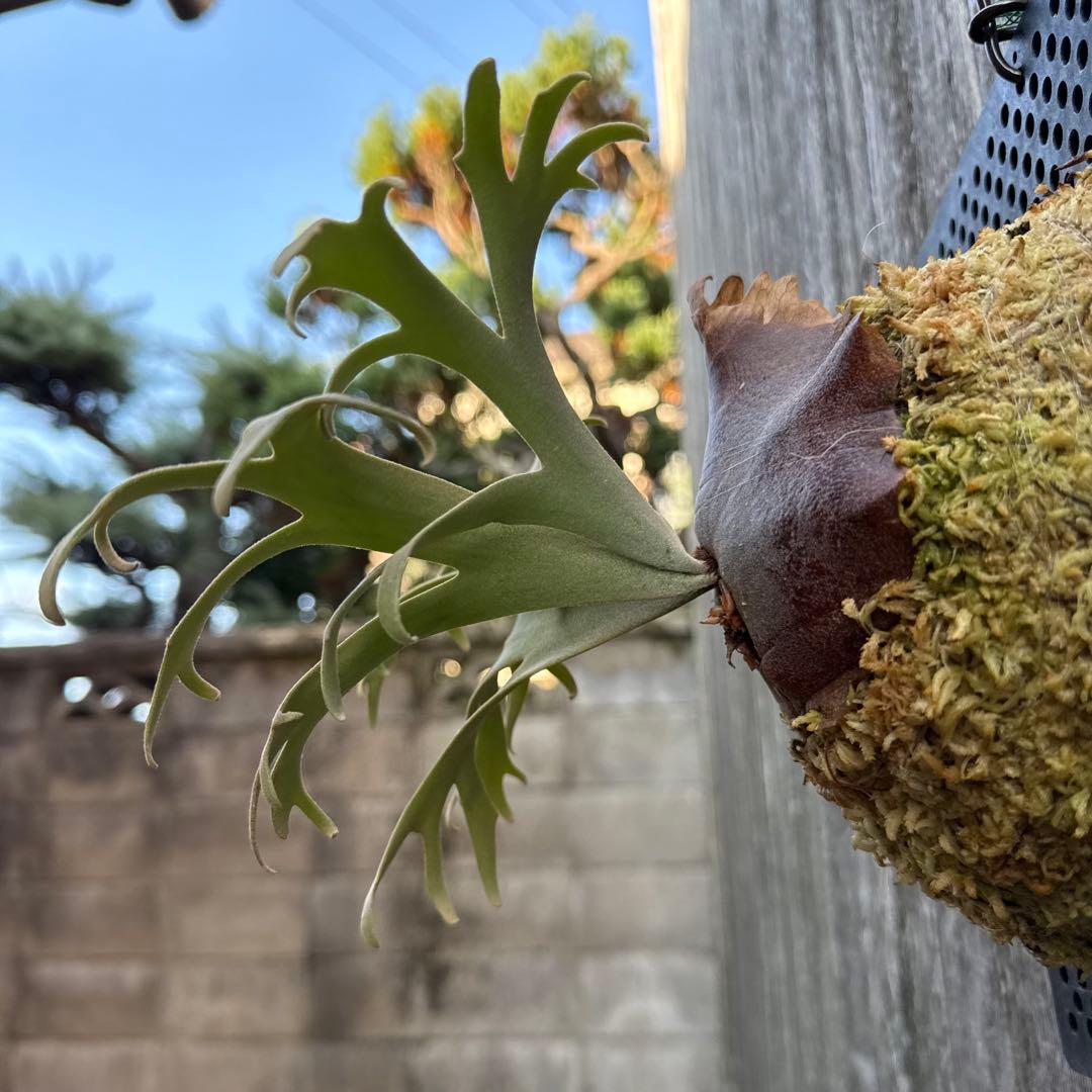 P. willinckii Jenny (pup) ビカクシダ