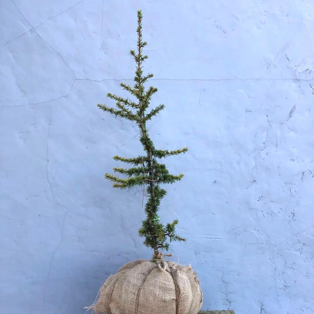 レバノンシーダー　オーレア