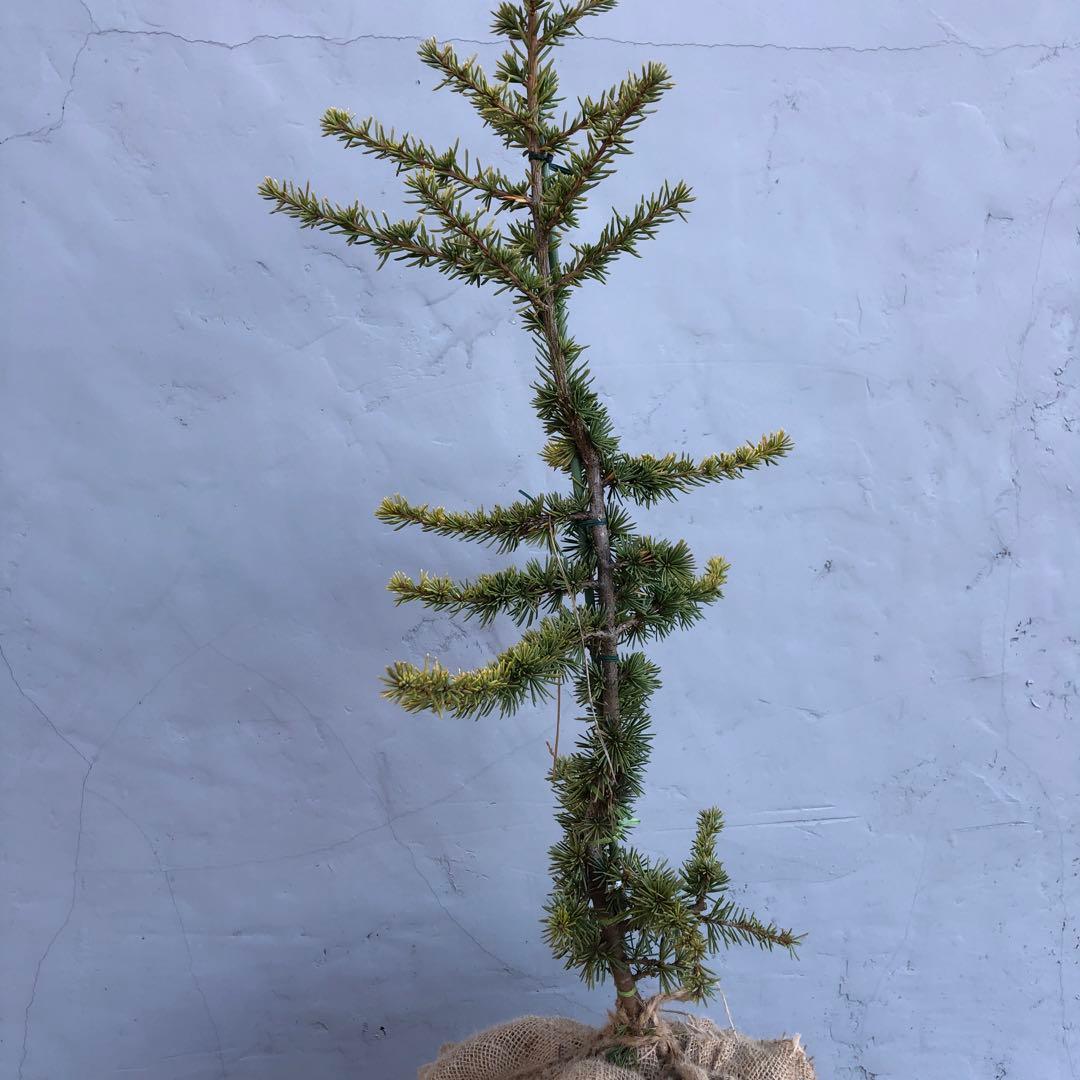 レバノンシーダー　オーレア