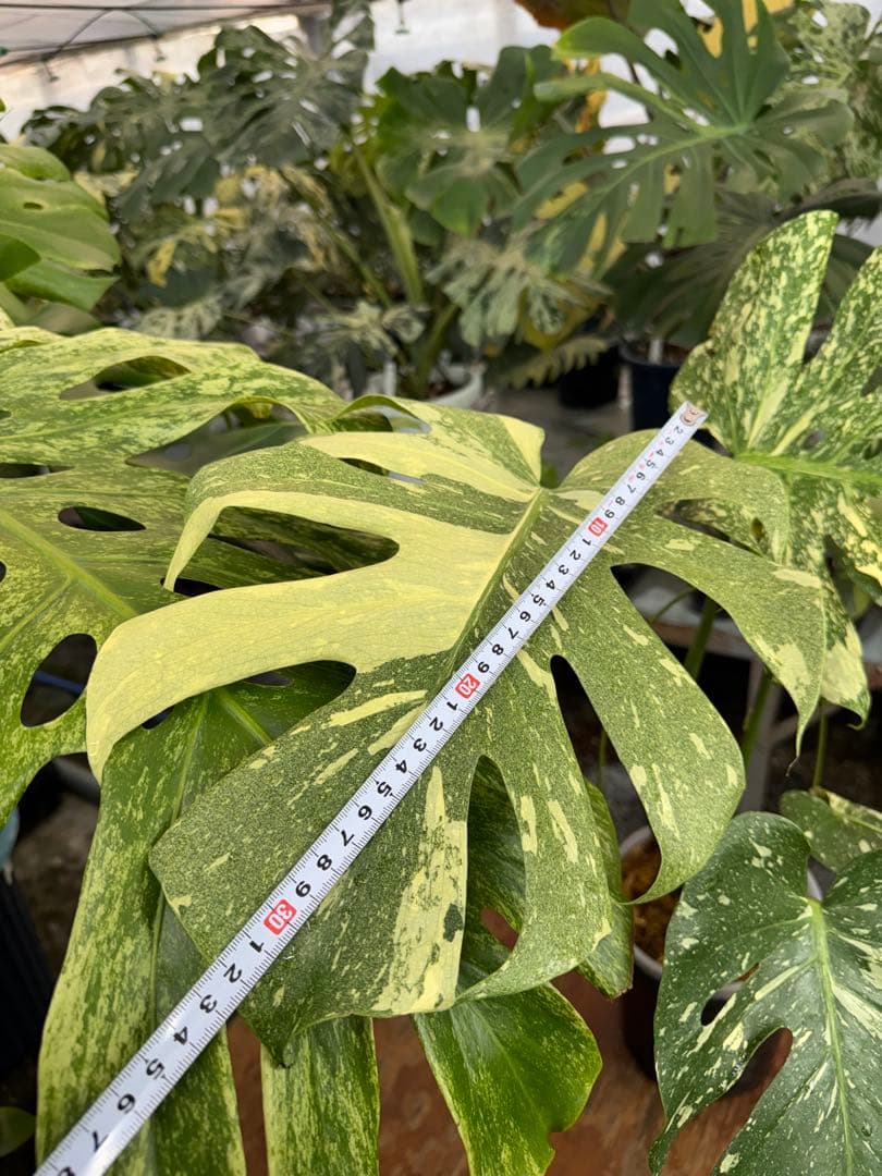 k*u様 9モンステラ　タイコンステレーション　スターライト