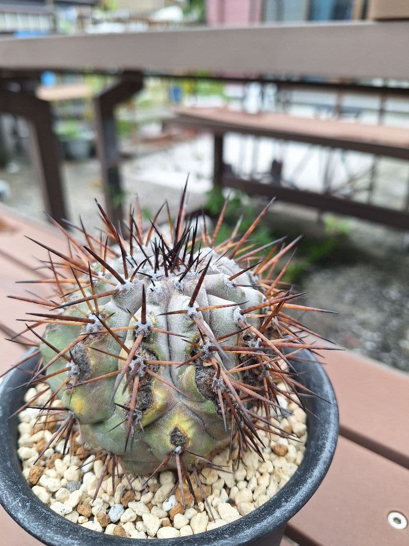 コピアポア　シネレア　黒王丸　copiapoa cinerea【傷や汚れあり】