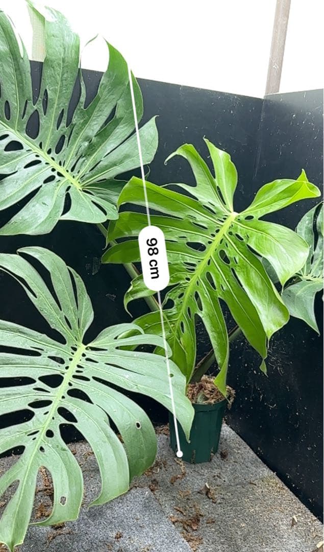 モンステラデリシオーサマクロコズム大型葉希少系統鉢植え高さ98㎝超大株