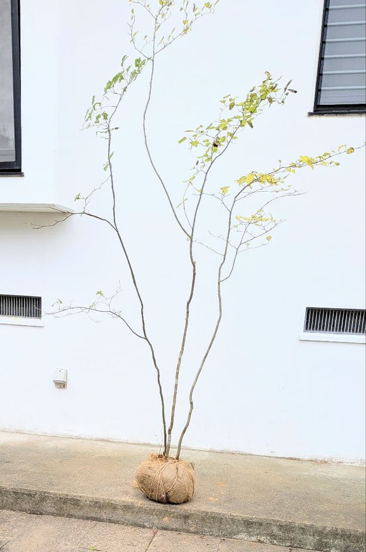 極美。山採りアオハダ株。