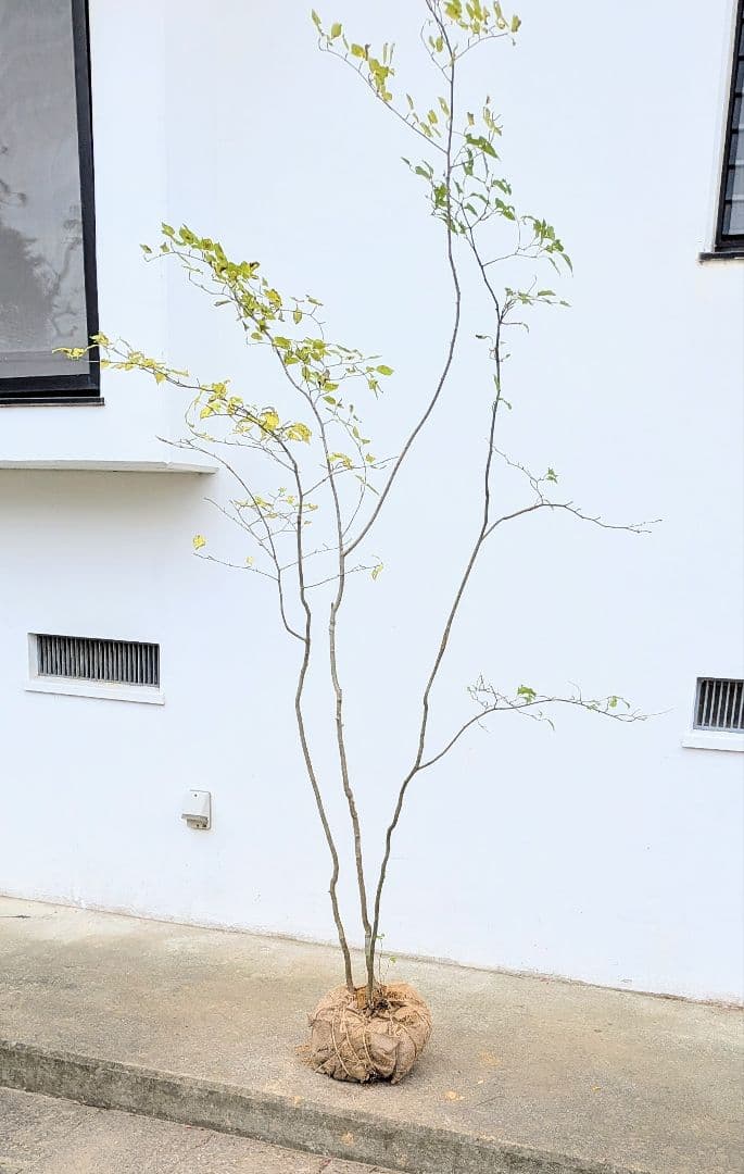 極美。山採りアオハダ株。