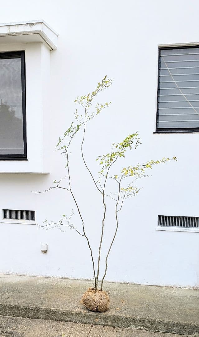 極美。山採りアオハダ株。