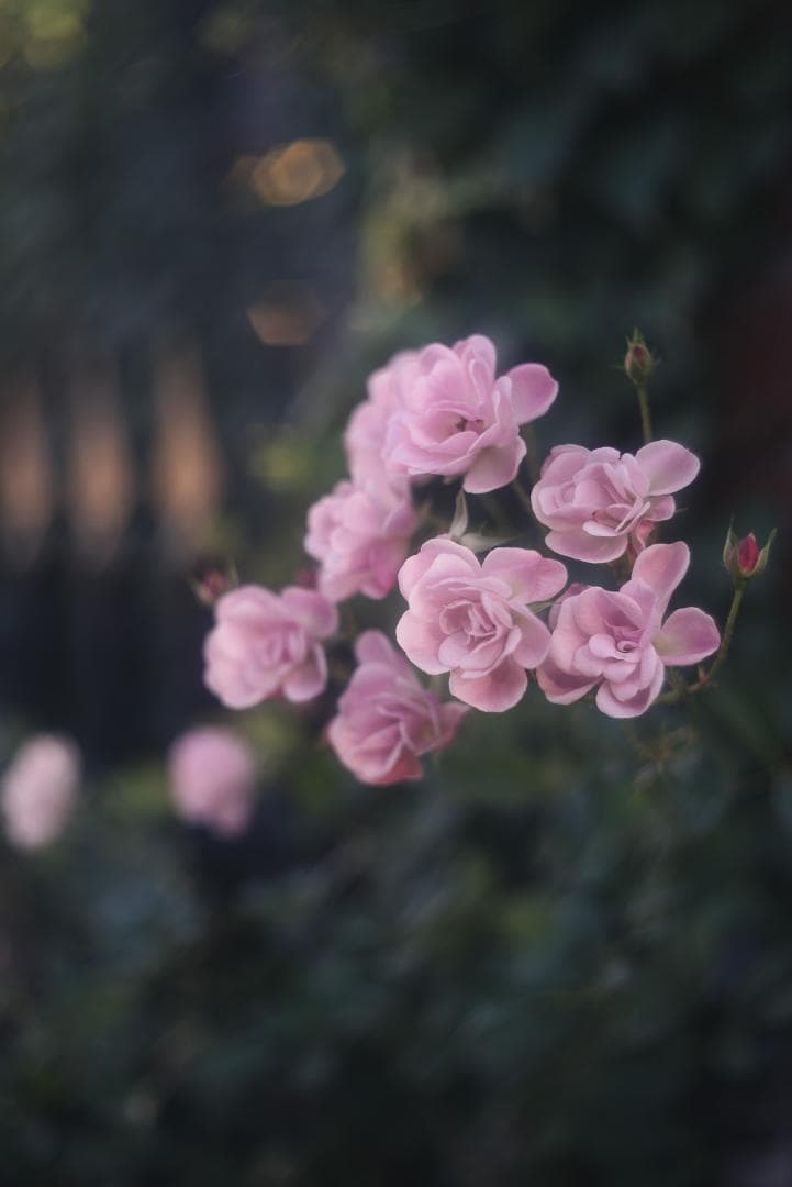 光が滲むライカの癖玉！Leica Summar 50mm f2 オールドレンズ