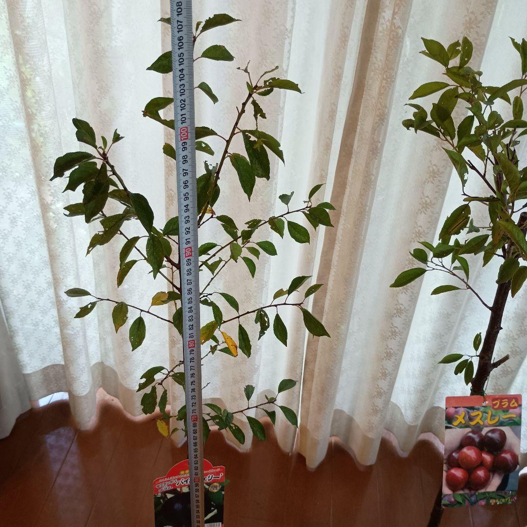 ✳バイオチェリー✳かなりレア物✳、プラム ネスレー２点セット