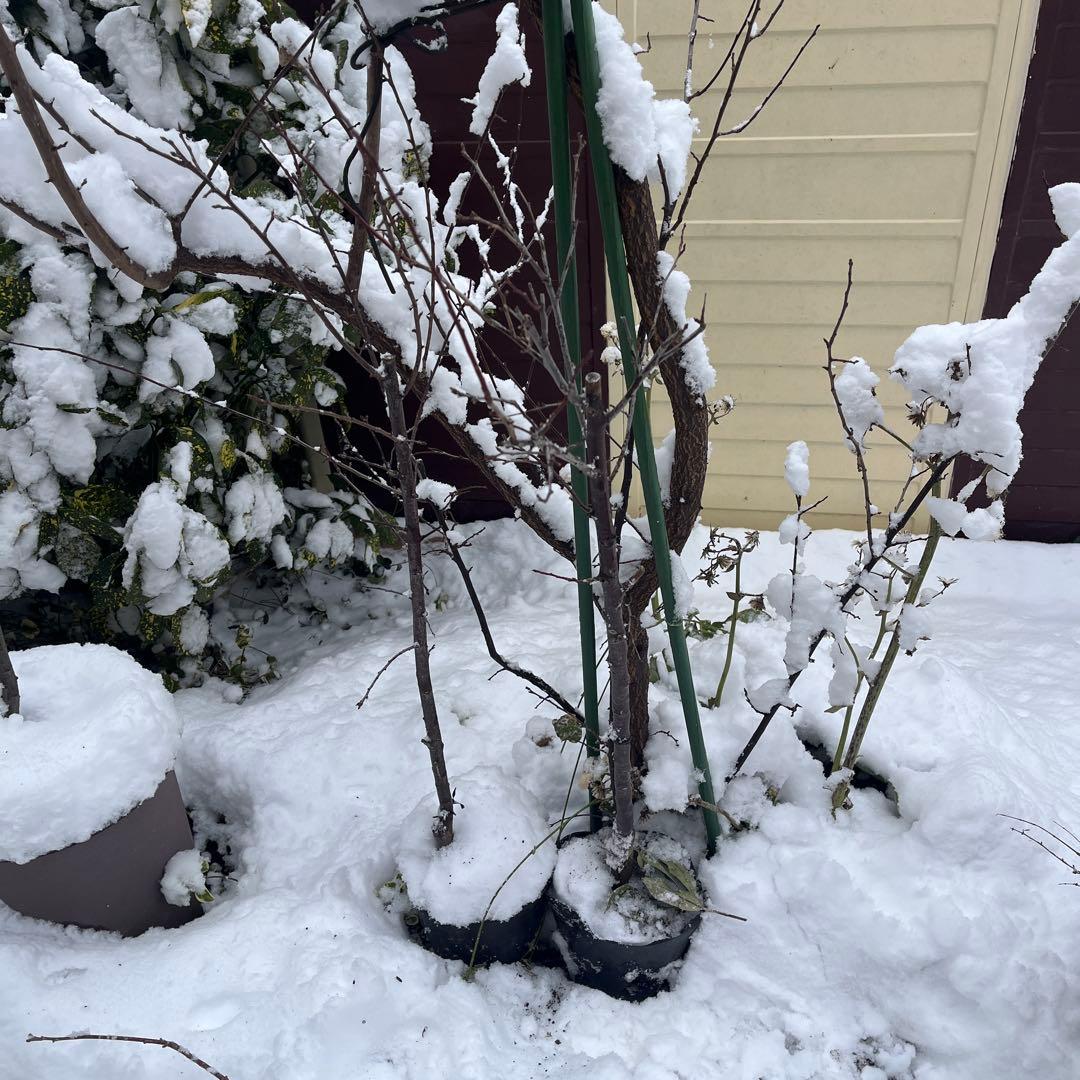 ✳バイオチェリー✳かなりレア物✳、プラム ネスレー２点セット