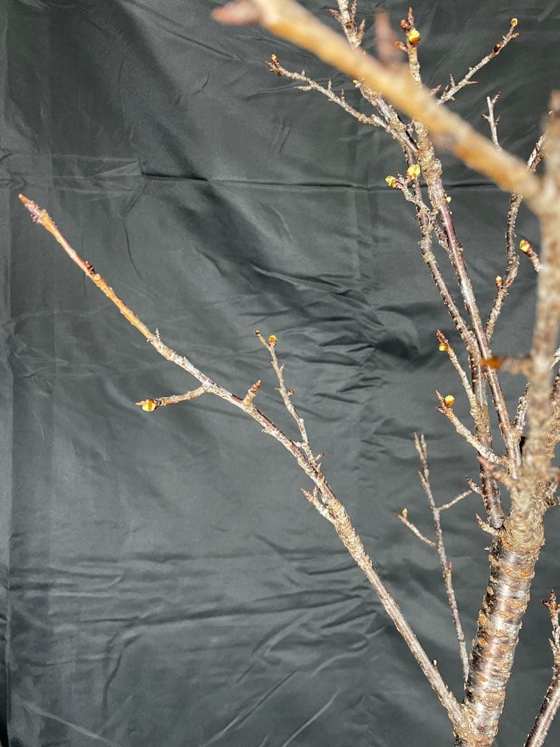 桜　河津桜　カワヅザクラ