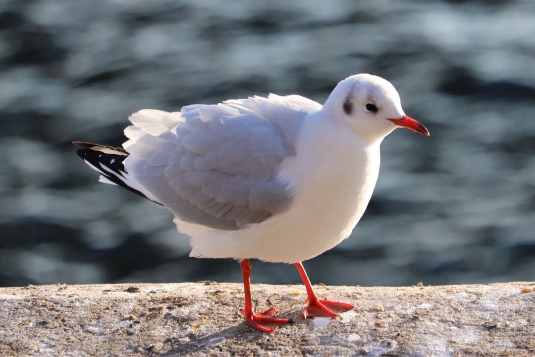 Canon kiss X9i標準＆望遠ダブルズームキッドセット