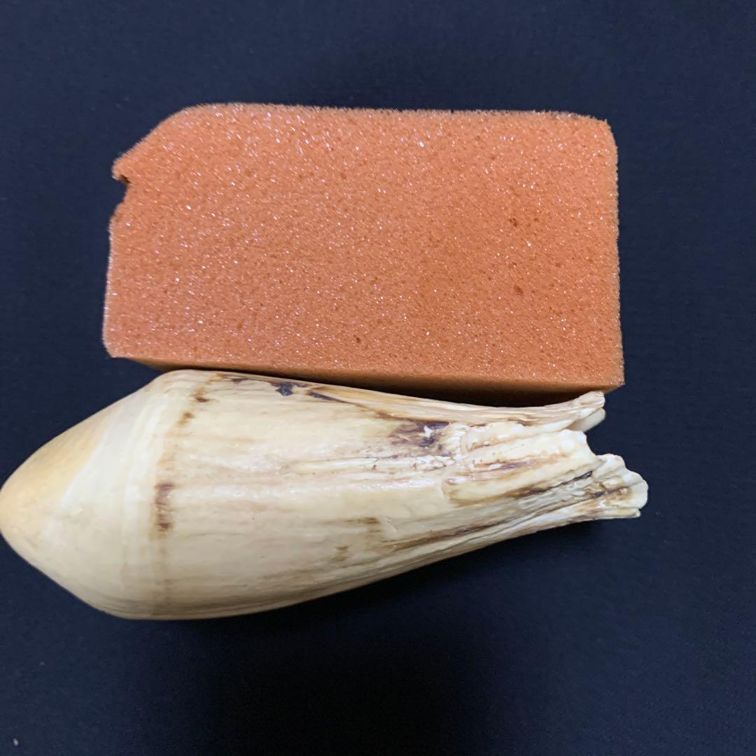 鯨歯