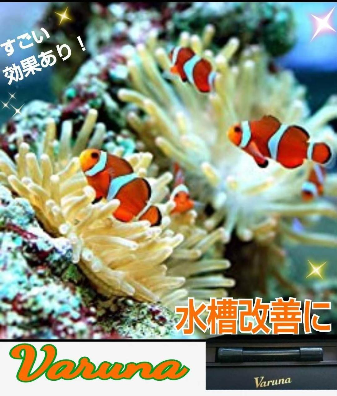 アロワナ飼育者絶賛！水槽の透明度抜群に！ヴァルナミニ　有害物質、病原菌も強力抑制