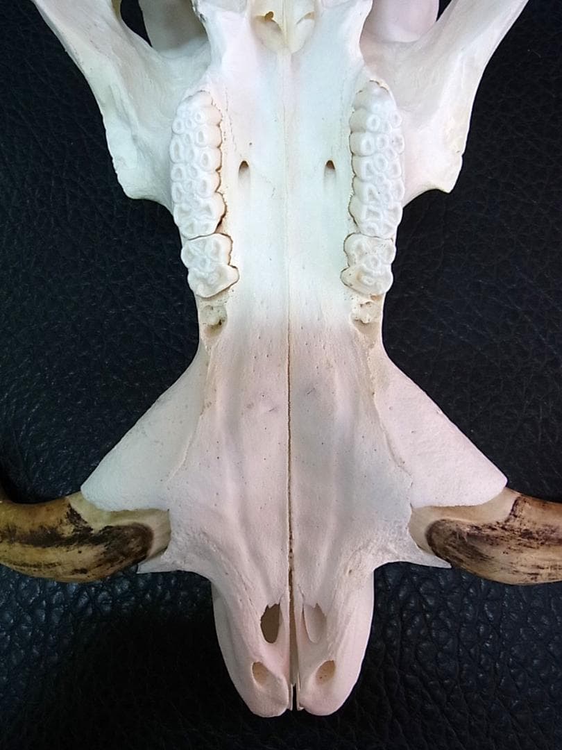 アフリカ便！高品質 イボイノシシ 成獣の頭骨（Lサイズ）