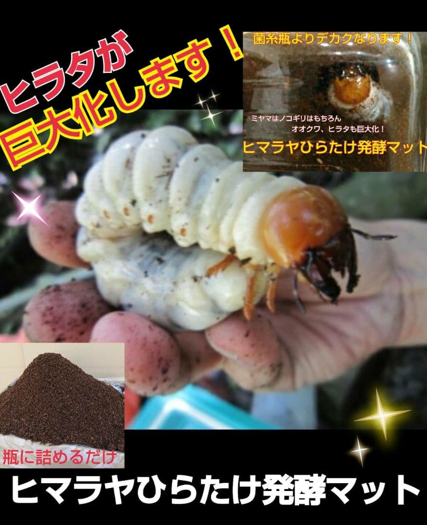 デカクなりすぎ注意！ヒマラヤひらたけ発酵マット　産卵にも！増量200リットル