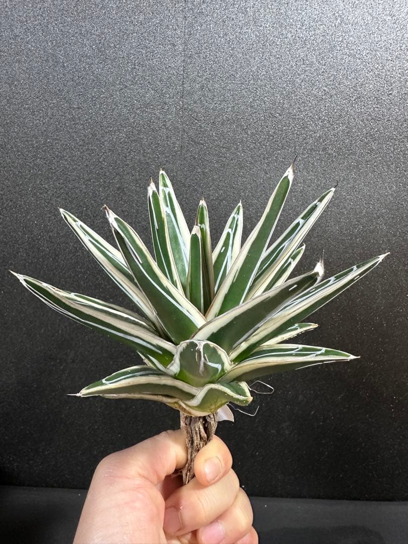大特価【氷山　親株　完成苗⭐︎】　（アガべ　笹の雪）