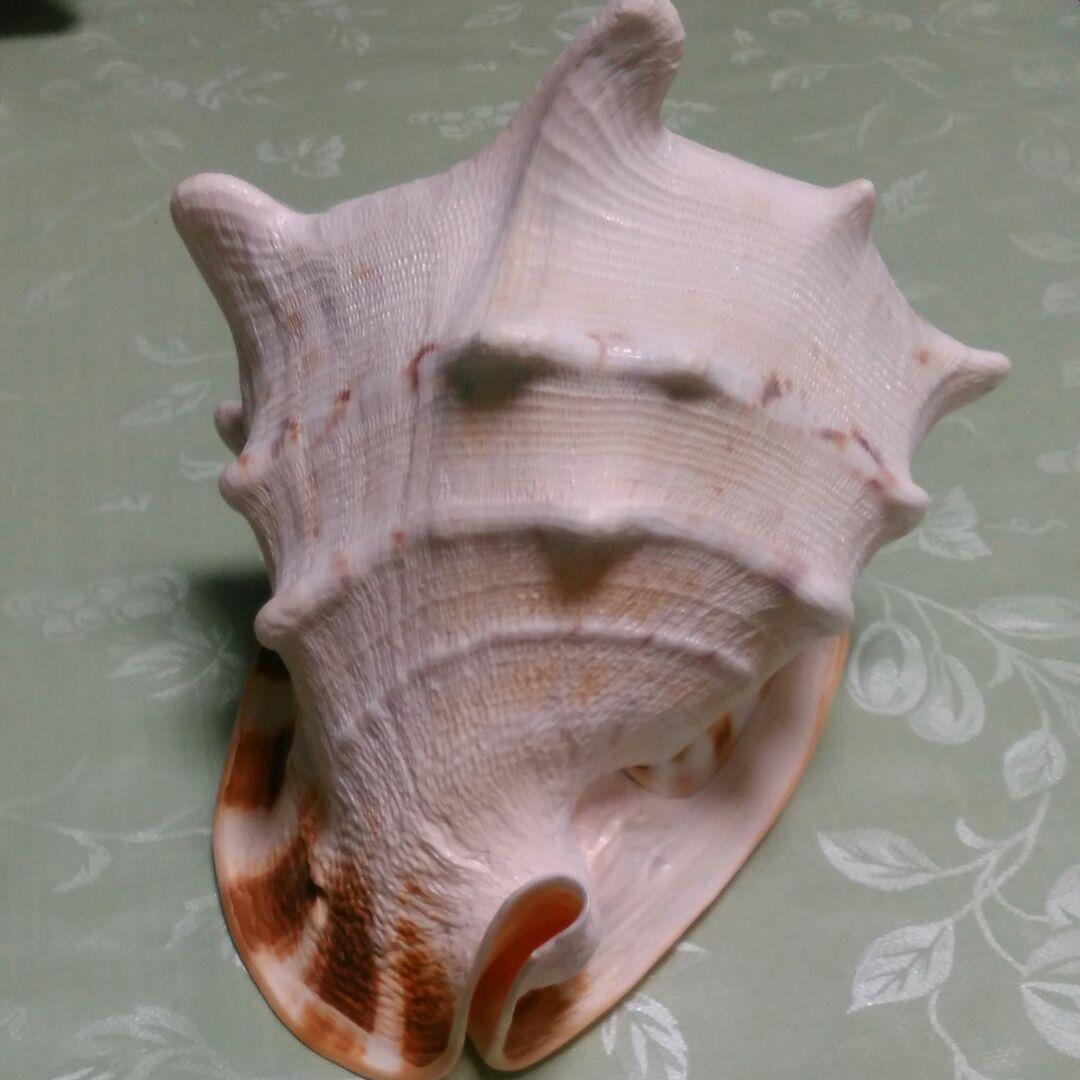 貝