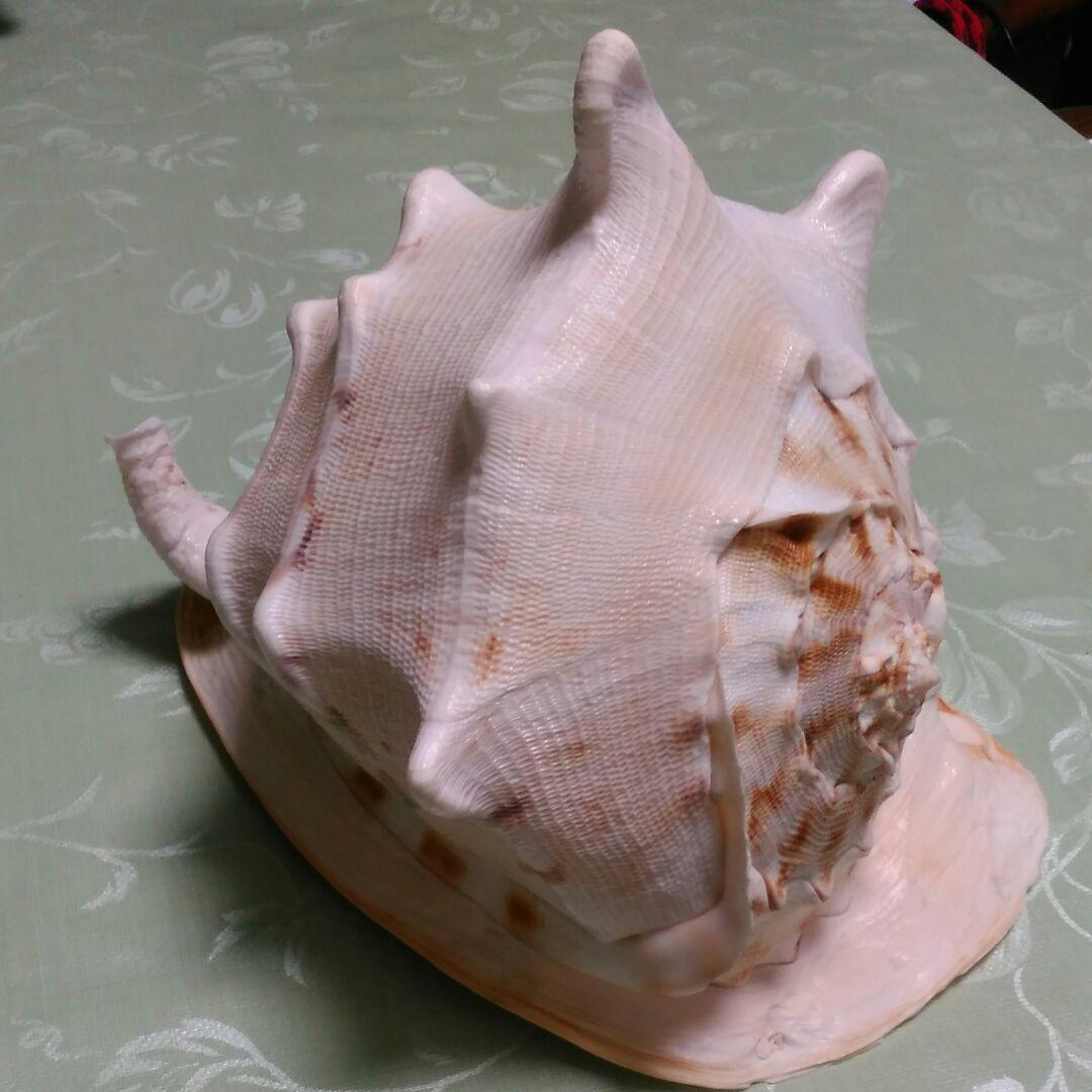 貝