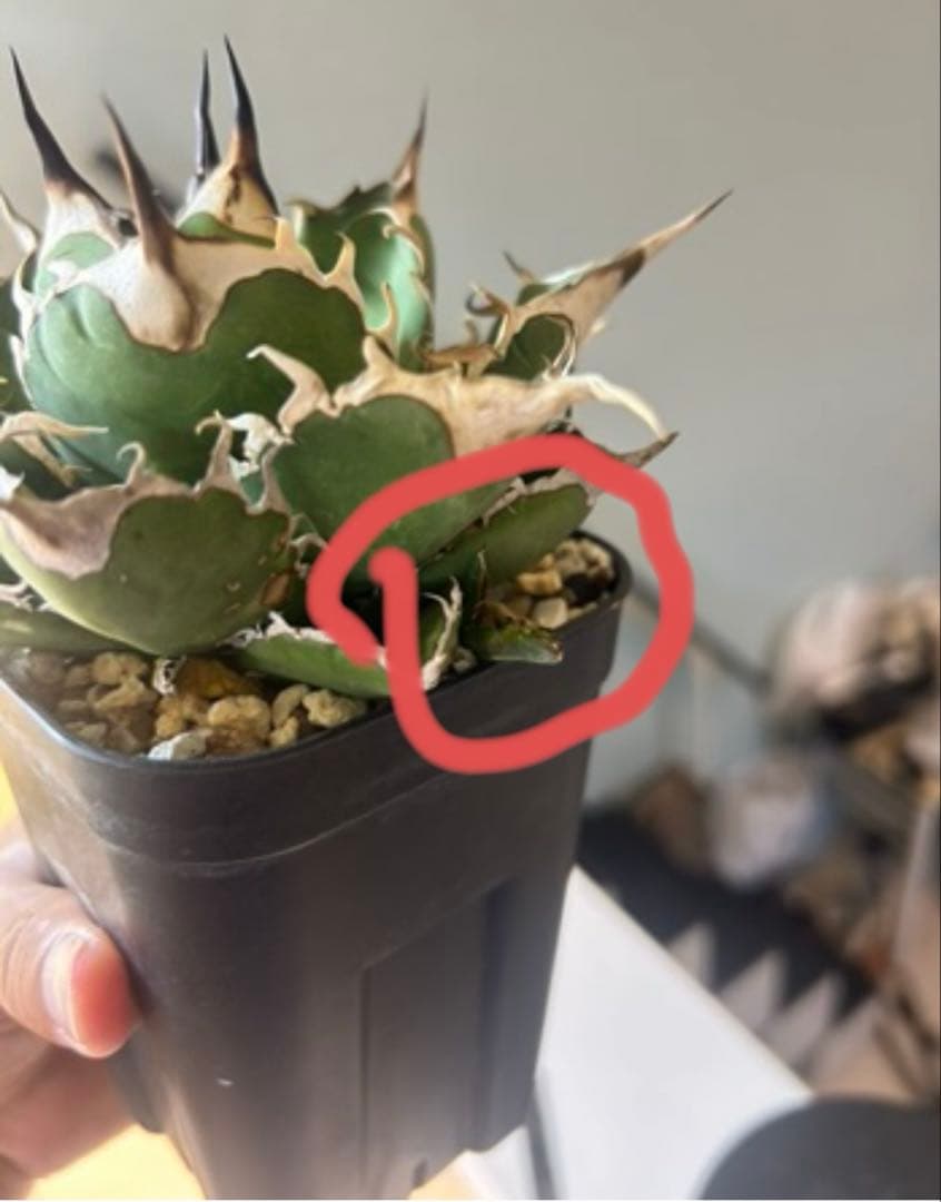 アガベ　wp002オアハカ　子株