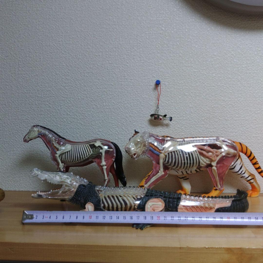 スケルトン 解剖 動物模型 ワニ トラ 馬　フグ 4 VISION剖　ハロウィン
