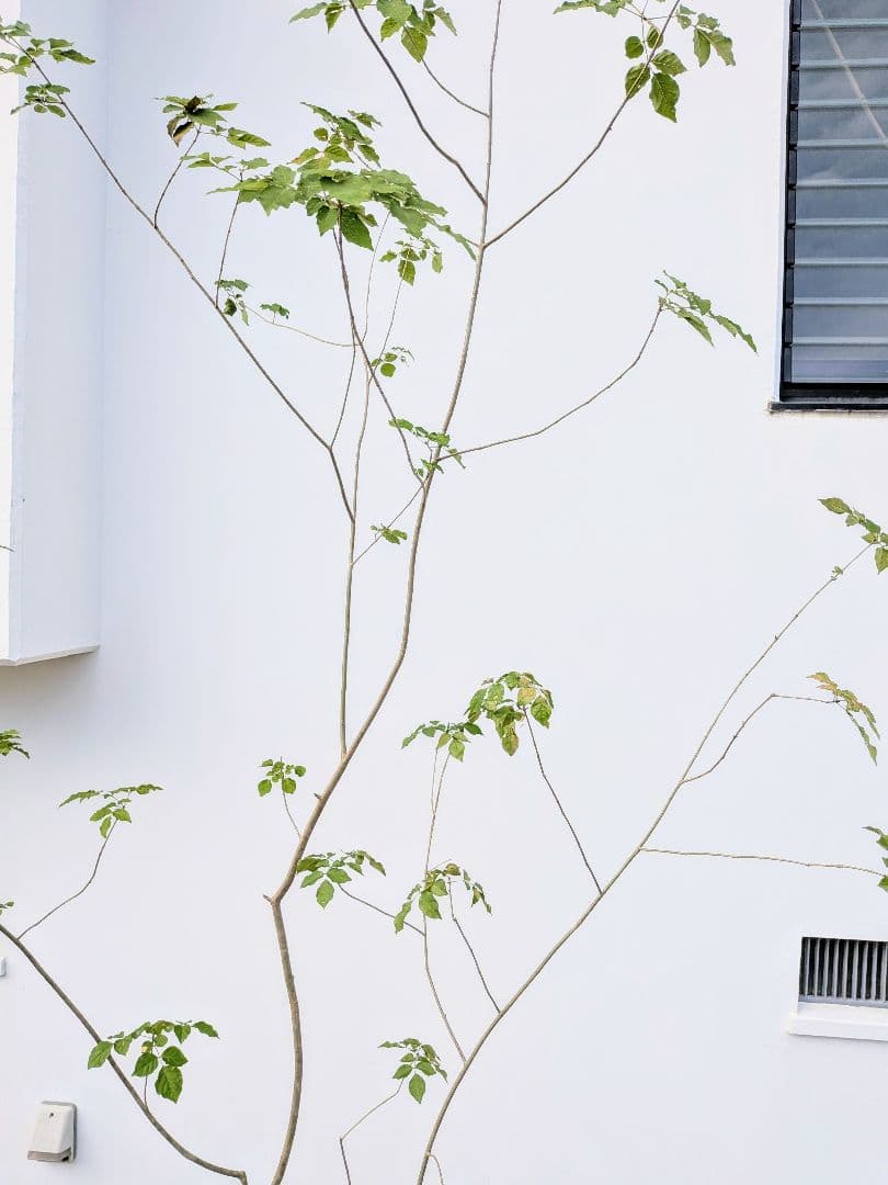 これぞ！山採り天然アオダモ。