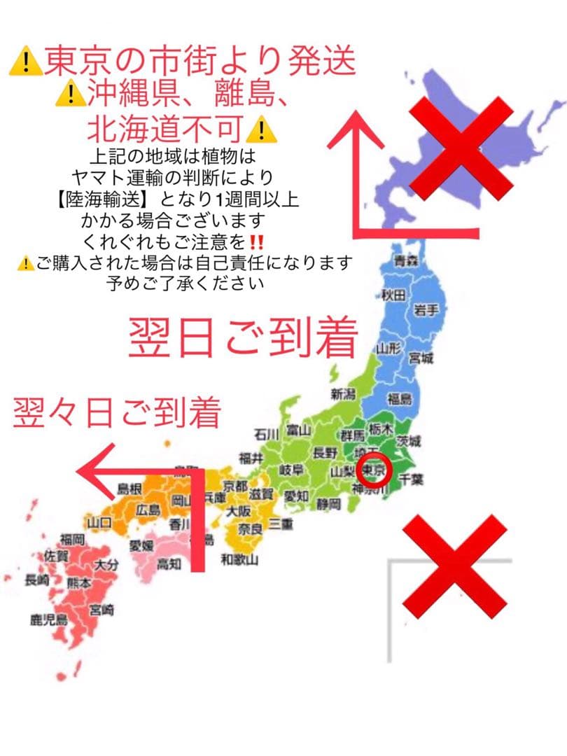 幸運木【森で完全野生化 ユッカ グロリオサ/アツバキミガヨラン】インド鉢植え＊小