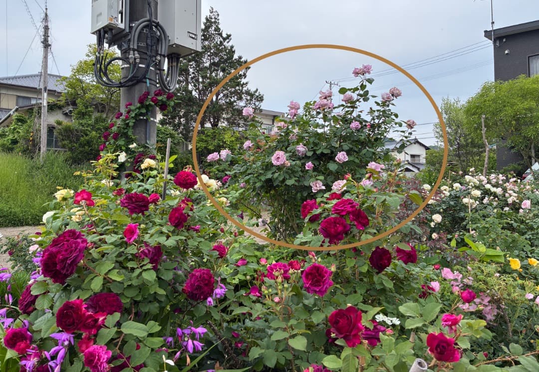 【バラ「超」大苗】　ブルームーン