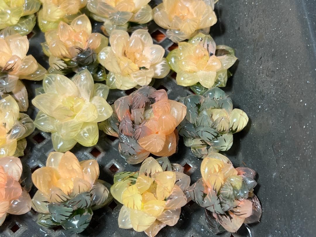 ✱*✱様 多肉植物 ハオルチア　オブツーサ錦 水中月錦 糊斑 鮮明錦 25株セ