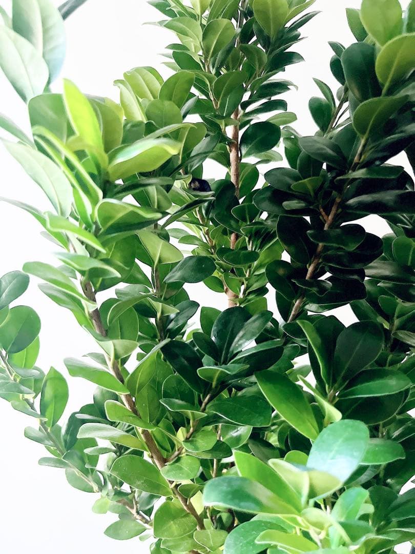 希少 ガジュマル ベビーリーフ 7号鉢 観葉植物 calm cafe