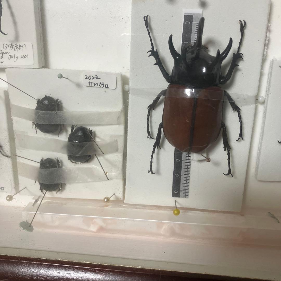 甲虫セット