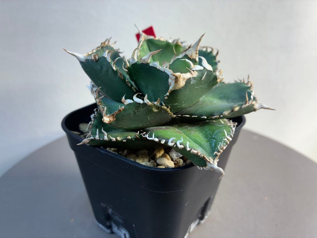 アガベ チタノタ 金剛 キングコング強棘 優良株