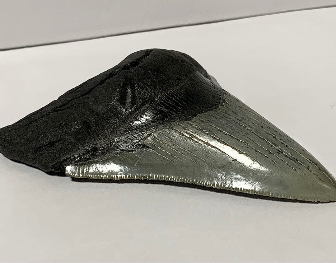 メガロドン　歯の化石　110㎜