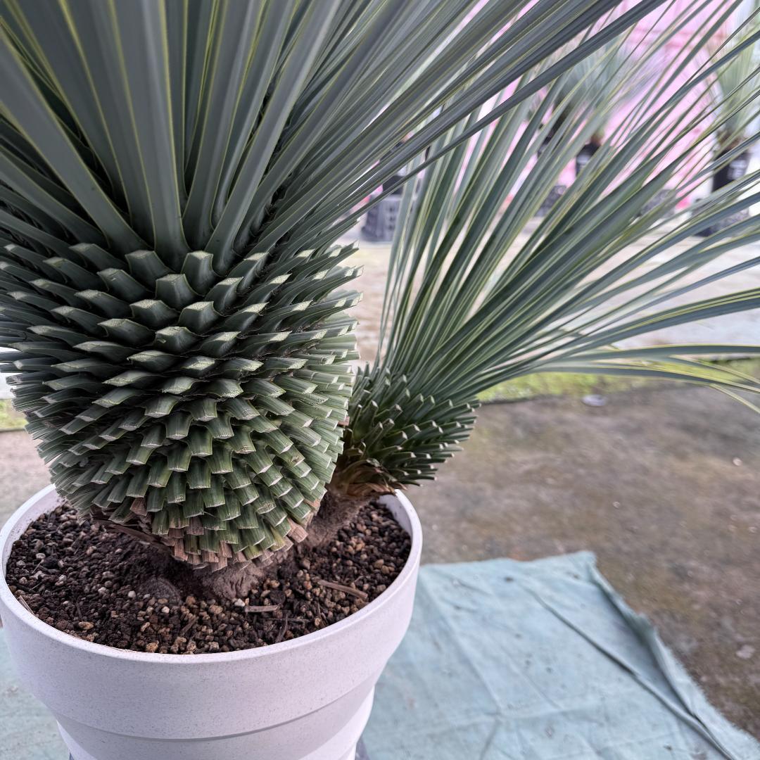 【AL-F1159】ユッカ　ロストラータ　超美形　ダブルヘッド