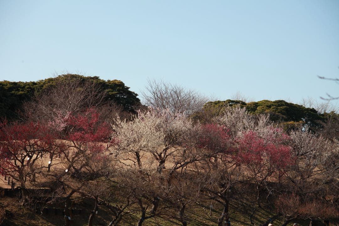 Canon EF 55-200mm 1:4.5-5.6 Ⅱ USM