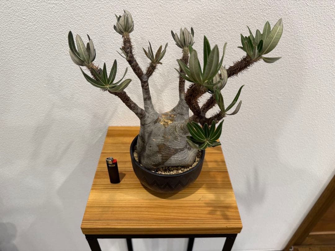 パキポディウム・グラキリス　VALIEM 鉢セット　訳あり　バリエム