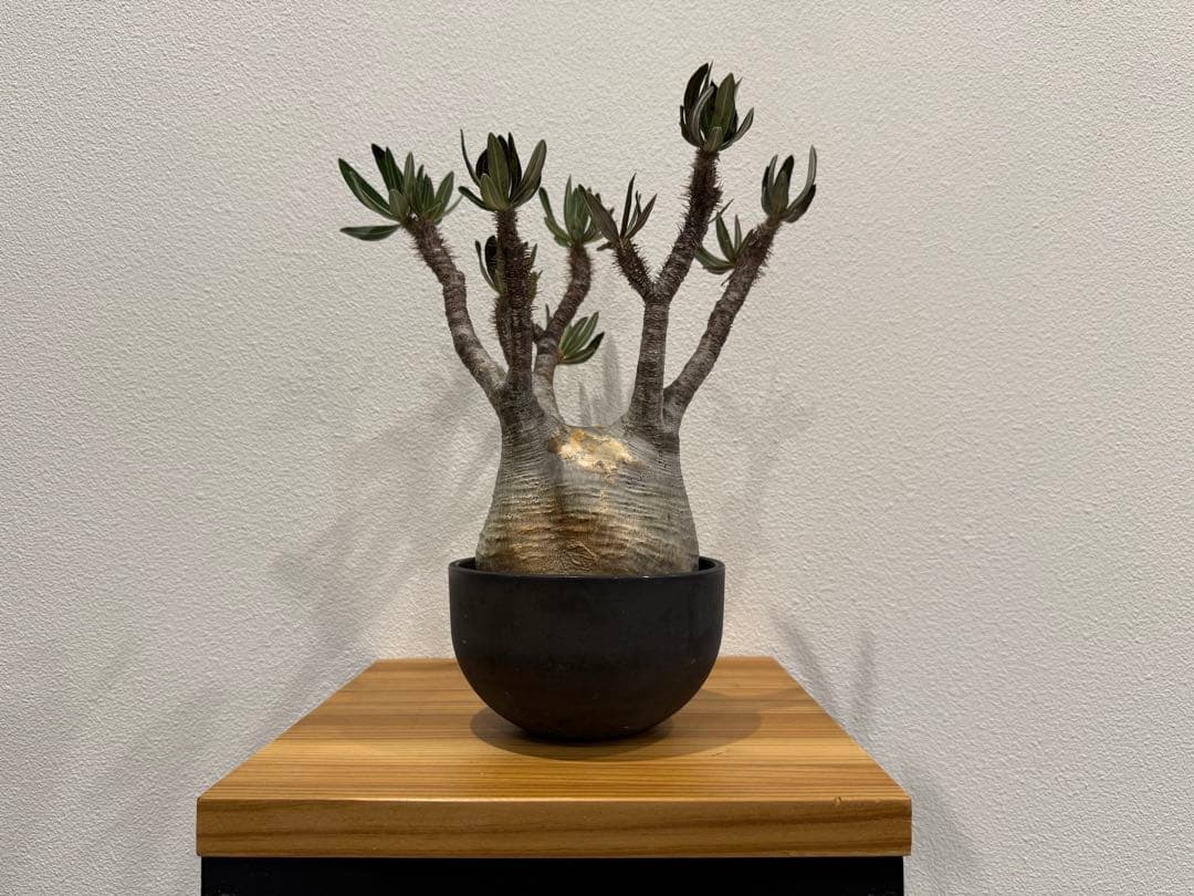 パキポディウム・グラキリス　VALIEM 鉢セット　訳あり　バリエム