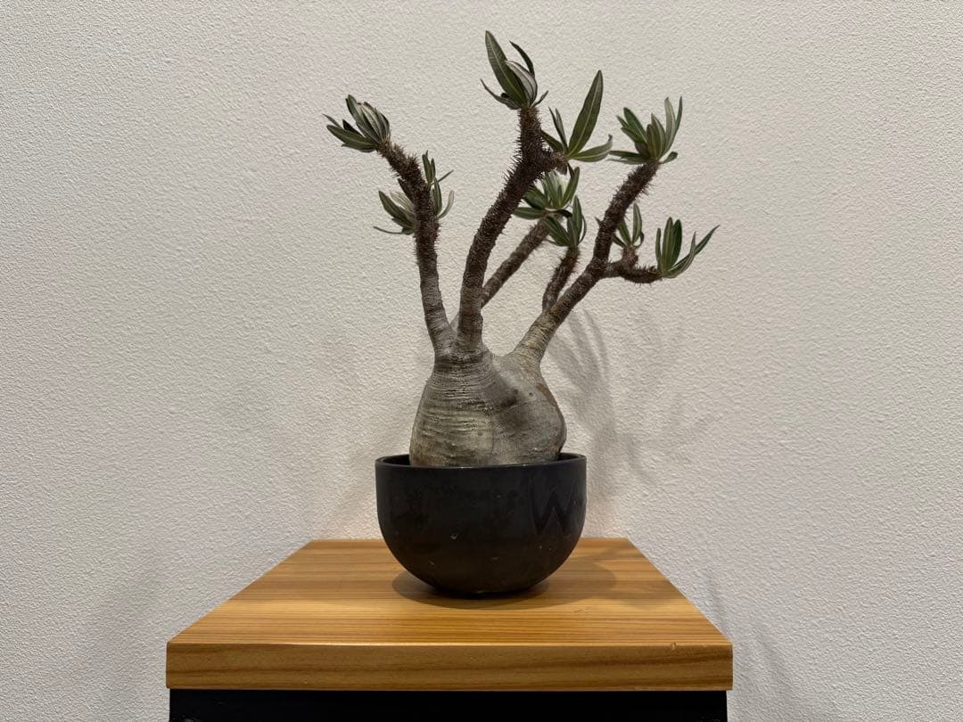 パキポディウム・グラキリス　VALIEM 鉢セット　訳あり　バリエム