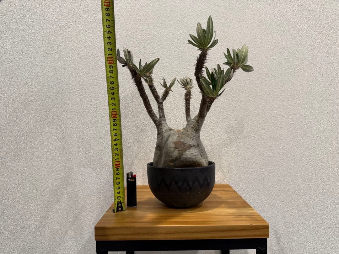 パキポディウム・グラキリス　VALIEM 鉢セット　訳あり　バリエム