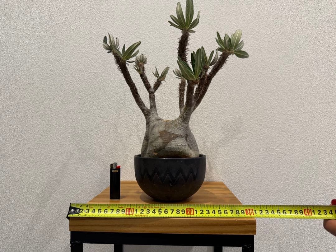 パキポディウム・グラキリス　VALIEM 鉢セット　訳あり　バリエム