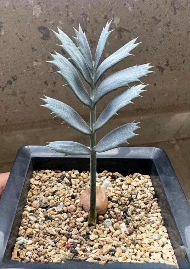 B261エンセファラルトス ホリダス 種子2粒