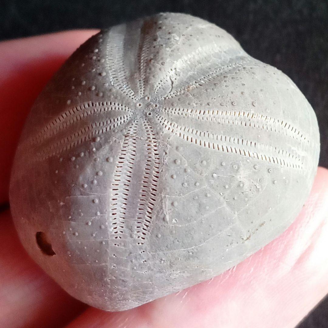 ウニ化石　ブンブク　30mm　極美麗　MAXIMUM　希少な標本