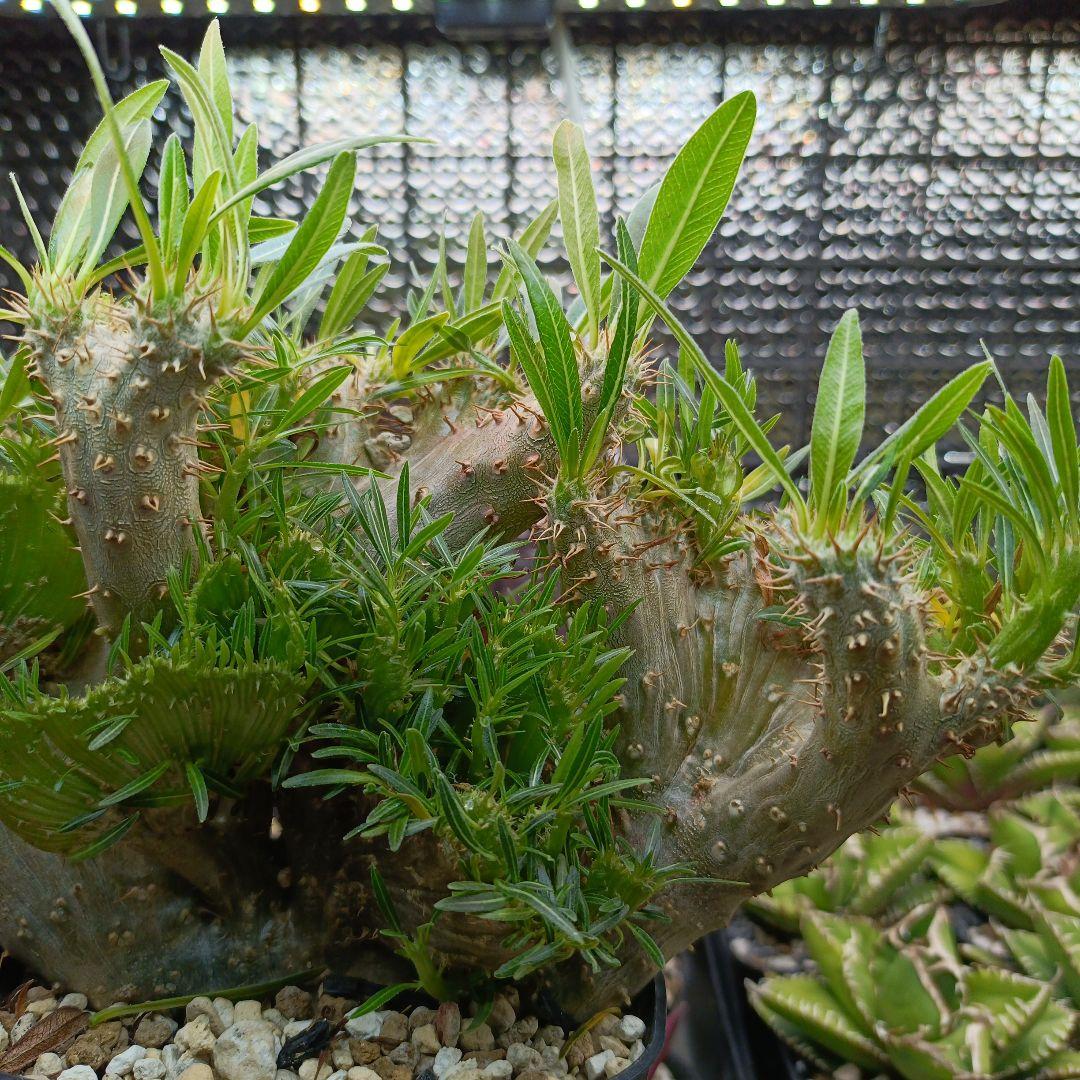 綴化　パキポディウム　グラキリス　特大　良型